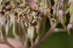 Pale Indian plantain